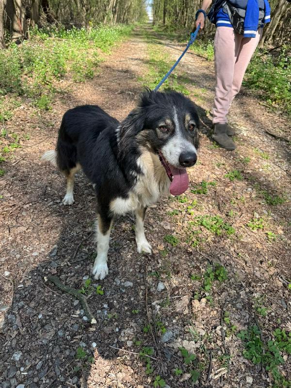 Mila - Splendida Border Collie da amare Foto 4
